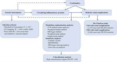 Role of circulating inflammatory protein in the development of diabetic renal complications: proteome-wide Mendelian randomization and colocalization analyses